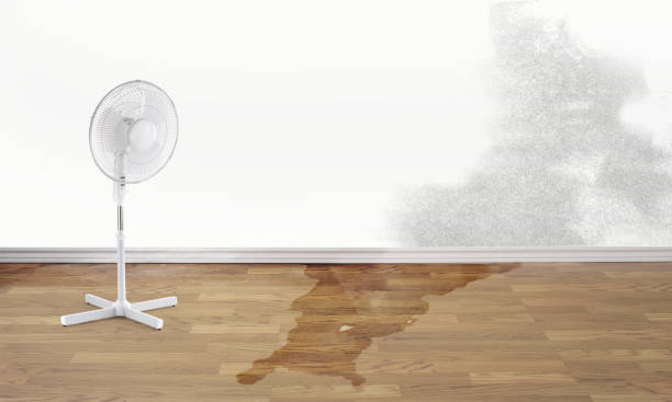 Best Water damage cleanup near me  in Hutchison, VA